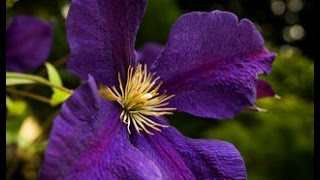 How to prune Group 3 Clematis [upl. by Button]