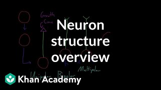 Overview of neuron structure  Nervous system physiology  NCLEXRN  Khan Academy [upl. by Atteloc665]