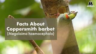 Facts About Coppersmith Barbet [upl. by Eelrac]