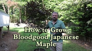 How to grow Bloodgood Japanese Maple with a detailed description [upl. by Servais953]