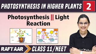 Photosynthesis in Higher Plants 02  Photosynthesis  Light Reaction  Class11NEET [upl. by Voccola]