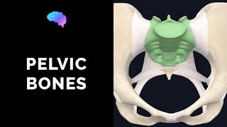 Bones of the Pelvis 3D Anatomy Tutorial  UKMLA  CPSA  PLAB 2 [upl. by Aralomo951]