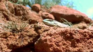 BBC One Life  Elephant Shrew and Monitor Lizard [upl. by Alverta]