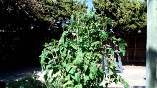 TomatoPink Brandywine from transplant to harvest [upl. by Bren]