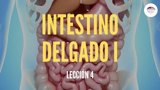 4 EL INTESTINO DELGADO I ESTRUCTURA Y FUNCIÓN DEL SISTEMA DIGESTIVO [upl. by Kilar]