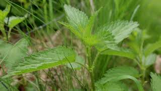 Nettle Plant Identification – Herbal Walk Series [upl. by Attenrev]