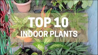 Best Indoor Plants India  Best Indoor Plants for Clean Air  Top 10 Indoor Plants India [upl. by Balcke]