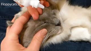 How To Apply Cat Eye Drops  How to Put Eye Drops in a Difficult Cat  Cant Give Cat Eye Drops [upl. by Asirral]