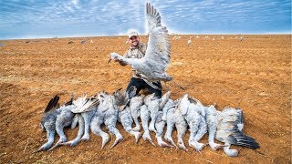 Sandhill Crane Hunting CATCH CLEAN COOK [upl. by Prendergast]