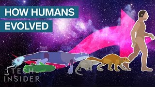 Incredible Animation Shows How Humans Evolved From Early Life [upl. by Duwad]