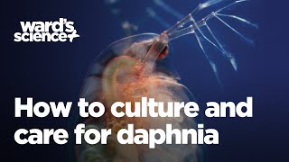 Caring and Culturing for Daphnia [upl. by Haiel]