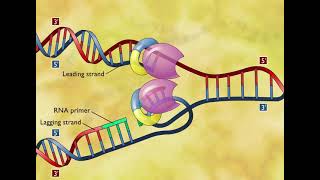 DNA Replication 3D Animation [upl. by Huba]