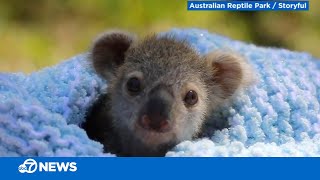 This baby koala is adorable [upl. by Verina]