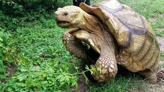 Tortoise mating sounds [upl. by Eirok]