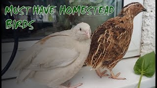 6 Reasons to Keep Quail  Perfect Homestead Birds [upl. by Sevik]