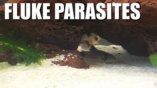 My Fish Have PARASITES  Fluke treatment and symptoms [upl. by Neibart]