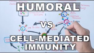 Humoral and Cell Mediated Immunity [upl. by Adnoved]