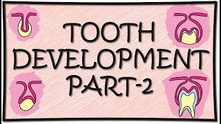 Tooth Development Odontogenesis Part2 [upl. by Eniortna]