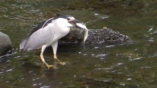 Night Herons Great Blue Herons amp Others Feasting on Herring [upl. by Teador203]