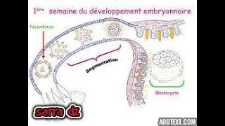 la 1ère semaine de developpement embryonnaire [upl. by Nahama]