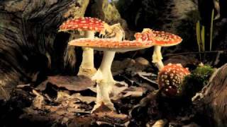 Fly Agaric toadstool growing timelapse [upl. by Demeter917]