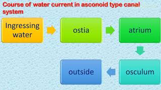 Grades of sponge structure Asconoid Syconoid and Leuconoid Sponges [upl. by Htims]