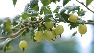 GOOSEBERRIES  HOW TO PLANT AND GROW THEM [upl. by Nawat]