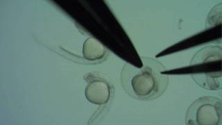 Dechorionating zebrafish embryos [upl. by Catrina]