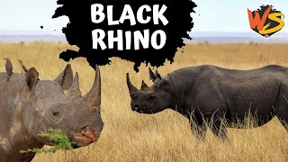 What You Need to Know About Black Rhinos Endangered Giants [upl. by Jennilee]