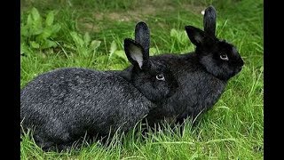 Best Rabbit Breeds for Pelts [upl. by Enoitna]