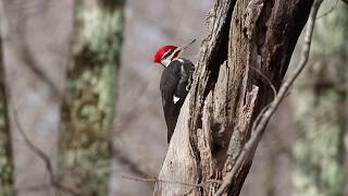 Pileated Woodpecker Drumming [upl. by Wolfson503]