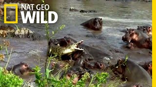 Hippo vs Crocodile  Nat Geo Wild [upl. by Fisuoy911]