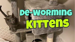 Deworming Kittens [upl. by Trakas]