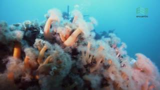 Atlántico Sur Buceo en el mar Argentino capítulo completo  Canal Encuentro [upl. by Rehpotsirhk]