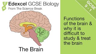 15 Edexcel GCSE Biology  The Brain Biology [upl. by Esinet]