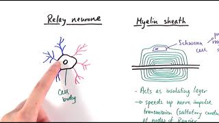 A2 Biology  Neurones OCR A Chapter 132 [upl. by Ricki]