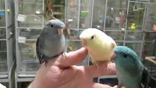 Lineolated Parakeets Talking [upl. by Noiwtna833]