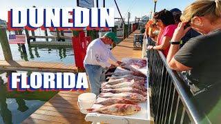 Dunedin Florida Walking Tour From The Pier Through The Historical Downtown [upl. by Nywled]