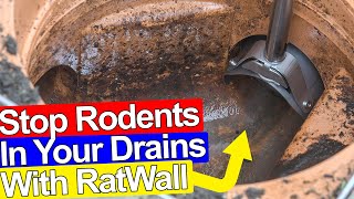 STOP RATS GETTING IN YOUR DRAINS AND HOUSE  Ratwall [upl. by Kory]