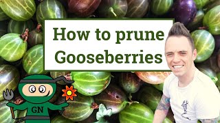 How amp when to prune gooseberries the beginners guide [upl. by Icram]