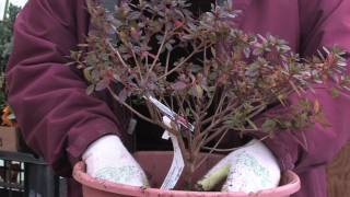 Gardening Tips  How to Plant Azaleas [upl. by Darra882]