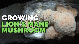 How to Grow Lions Mane Mushrooms Recipe Included [upl. by Hgieliak119]