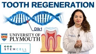 Stem Cells Activate Tooth Regeneration [upl. by Namyac]