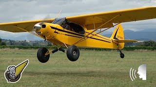 STOL Takeoff and Landing of Fully Restored Piper Cub [upl. by Marras530]