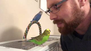 Teaching the parakeets to talk [upl. by Hairu]