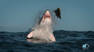 Breaching Great White Sharks  Shweekend [upl. by Clancy]