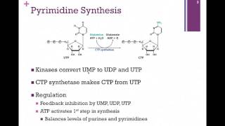 141Pyrimidine Synthesis [upl. by Nicky]