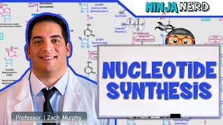 Metabolism  Nucleotide Synthesis  Purine amp Pyrimidine Synthesis [upl. by Sidnal429]