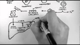 Bilirubin 1  Bilirubin Pathway [upl. by Nalloh]