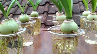 Grow Amaryllis in Water with Plastic Cups [upl. by Glover]